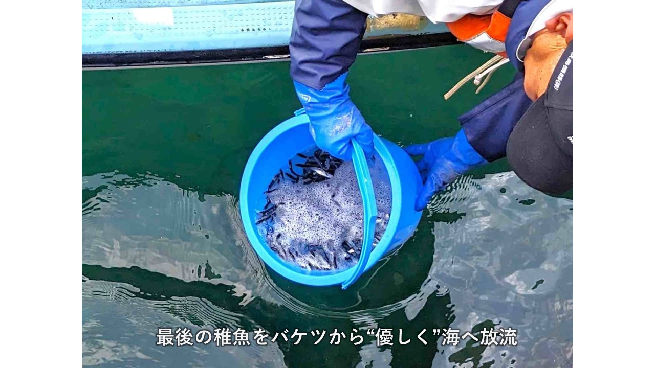 3年連続「群来」発生！約16万匹のニシン稚魚を江差沖へ放流
